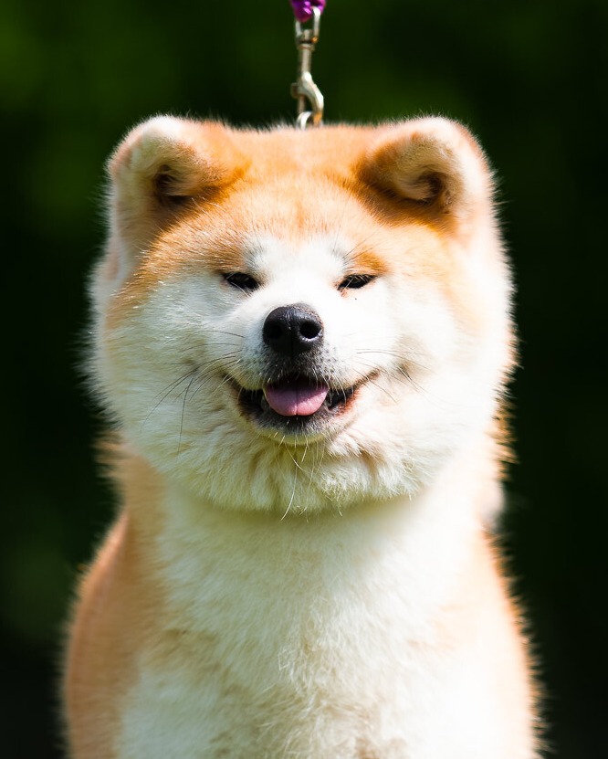 Haiku Go Haiku Ken